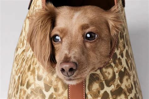 celine pet collection|DOG COLLARS, BLANKETS, MEDALS, SUPPLIES .